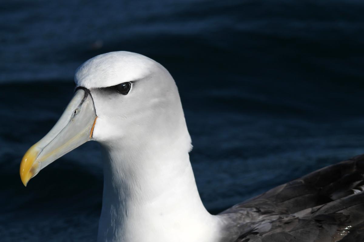 Shy Albatross (Thalassarche cauta)